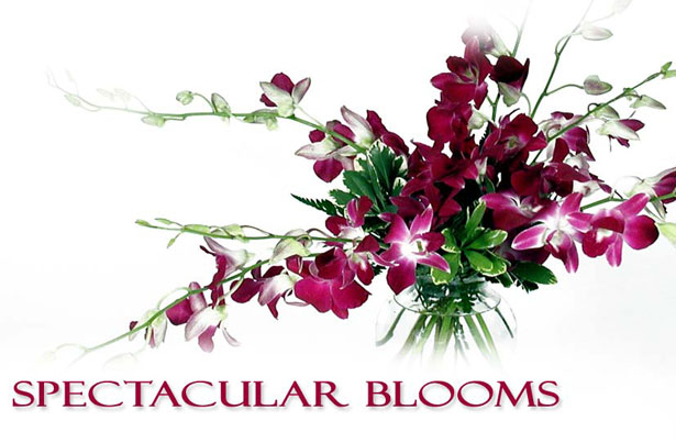 Plants and Flowers and fresh bouquets from Backstage Florist