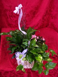 Plants-Triple Plant Basket w bloomer from Backstage Florist in Richardson, Texas