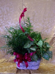 Plants-Double Garden Basket from Backstage Florist in Richardson, Texas