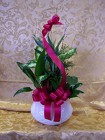 Plants-Small Dish Garden Deluxe 