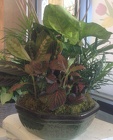 DISH GARDEN 