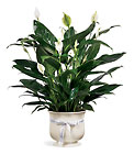 /images/ftd04white/06-CPlg.jpg FTD Comfort Planter