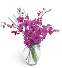 FTD Morning Joy Bouquet purple Orchids from Backstage Florist in Richardson, Texas