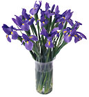 /images/ftd04white/C12-3014lg.jpg FTD Blooming Iris
