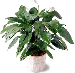 FTD Spathiphyllum from Backstage Florist in Richardson, Texas