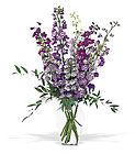/images/telwhite03/tf13-1lg.jpg Delphinium Dreams