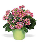 Pink Kalanchoe 