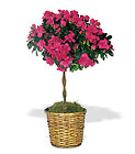/images/telwhite03/tf131-2lg.jpg Azalea Topiary