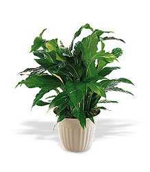 Spathiphyllum Plant from Backstage Florist in Richardson, Texas
