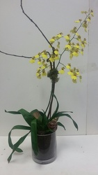 ONCIDIUM ORCHID PLANT from Backstage Florist in Richardson, Texas