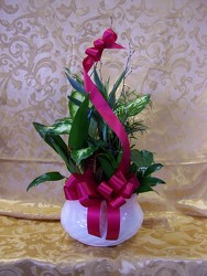 Plants-Small Dish Garden Deluxe from Backstage Florist in Richardson, Texas