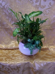 Plants-Small Dish Garden from Backstage Florist in Richardson, Texas