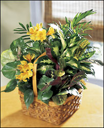 FTD A Bit Of Sunshine Basket from Backstage Florist in Richardson, Texas