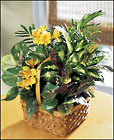 FTD A Bit Of Sunshine Basket from Backstage Florist in Richardson, Texas