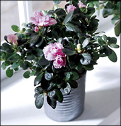 FTD Azalea (Sm) from Backstage Florist in Richardson, Texas