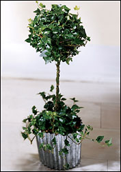 FTD Ivy Topiary (Sm) from Backstage Florist in Richardson, Texas