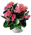 FTD Pink Kalanchoe from Backstage Florist in Richardson, Texas