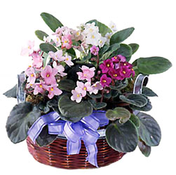FTD African Violets from Backstage Florist in Richardson, Texas