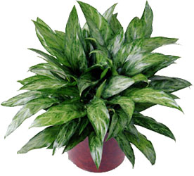 FTD Chinese Evergreen from Backstage Florist in Richardson, Texas