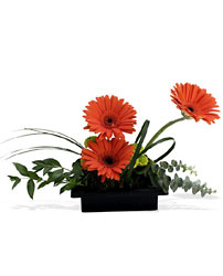 Zen Gerbera Bowl from Backstage Florist in Richardson, Texas