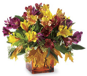 Autumn Alstroemeria from Backstage Florist in Richardson, Texas