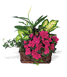 Azalea Attraction Garden Basket from Backstage Florist in Richardson, Texas