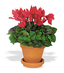 Cyclamen in Terra-Cotta from Backstage Florist in Richardson, Texas