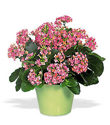 Pink Kalanchoe from Backstage Florist in Richardson, Texas
