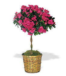 Azalea Topiary from Backstage Florist in Richardson, Texas