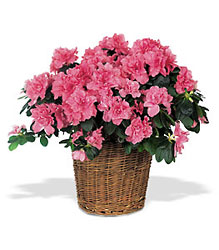 Pink Azalea from Backstage Florist in Richardson, Texas