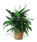 Large Spathiphyllum Plant from Backstage Florist in Richardson, Texas