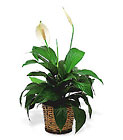 Small Spathiphyllum Plant from Backstage Florist in Richardson, Texas