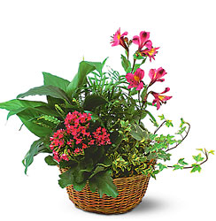 Dish Garden with Pinks from Backstage Florist in Richardson, Texas