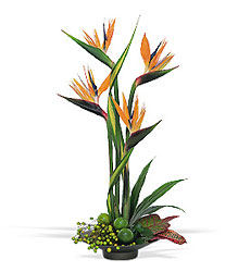 Bird of Paradise from Backstage Florist in Richardson, Texas