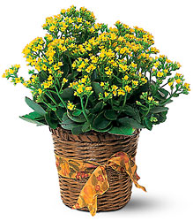 Vivid Yellow Kalanchoe Plant from Backstage Florist in Richardson, Texas