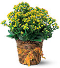 Vivid Yellow Kalanchoe Plant from Backstage Florist in Richardson, Texas